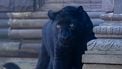 Beste dierentuin Europa ligt in België, met lodges tussen de dieren