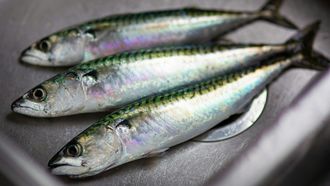 Deze vis van €2,75 is een superfood vol eiwitten, omega-3 en meer
