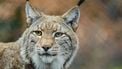 wilde dieren nederland lynx wolf zeearend (2)