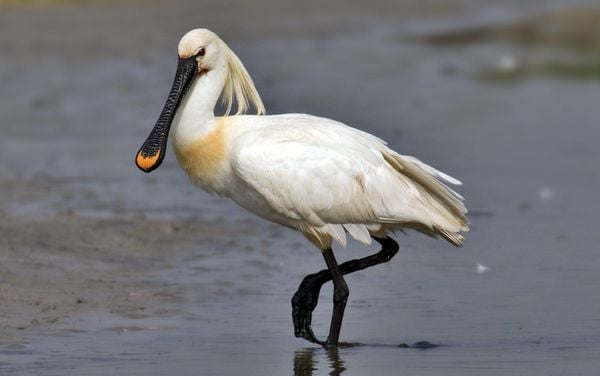 strandplevier visdief markiezaatsmeer nieuw natuurgebied brabant bergen op zoom