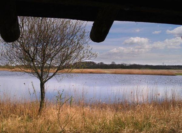 markiezaatsmeer natuurgebied vogels