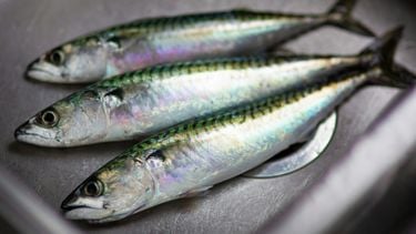 Deze vis van €2,75 is een superfood vol eiwitten, omega-3 en meer